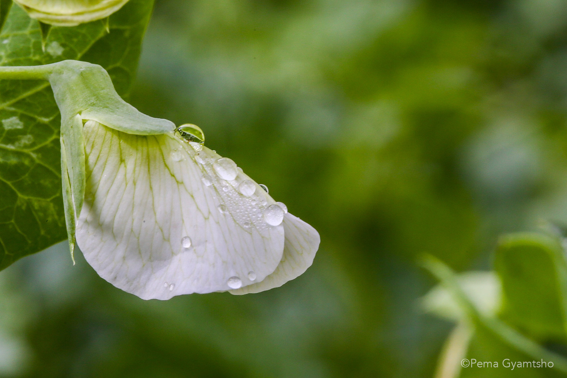 Those crystal droplets reflect the surrounding environment.