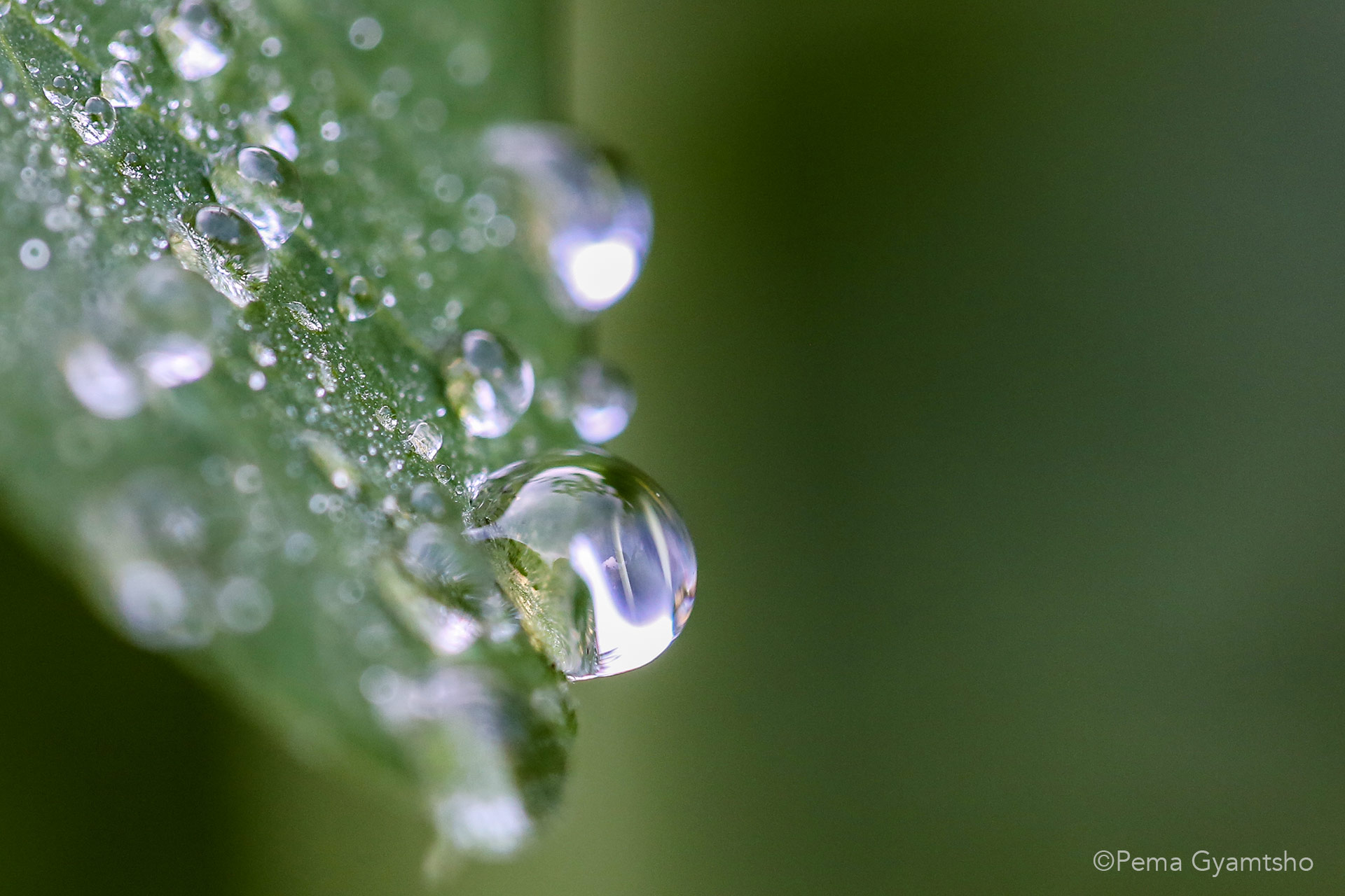 Dew droplets on pea leaves.