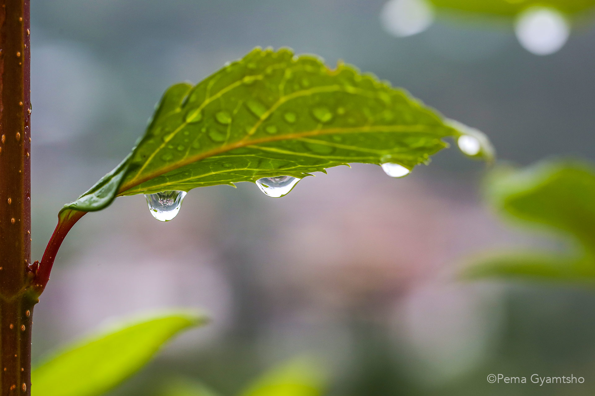 The droplets reflect inverted landscapes. We are all interdependent. Nothing can exist independently. That is what most of the world religion say and it is true!