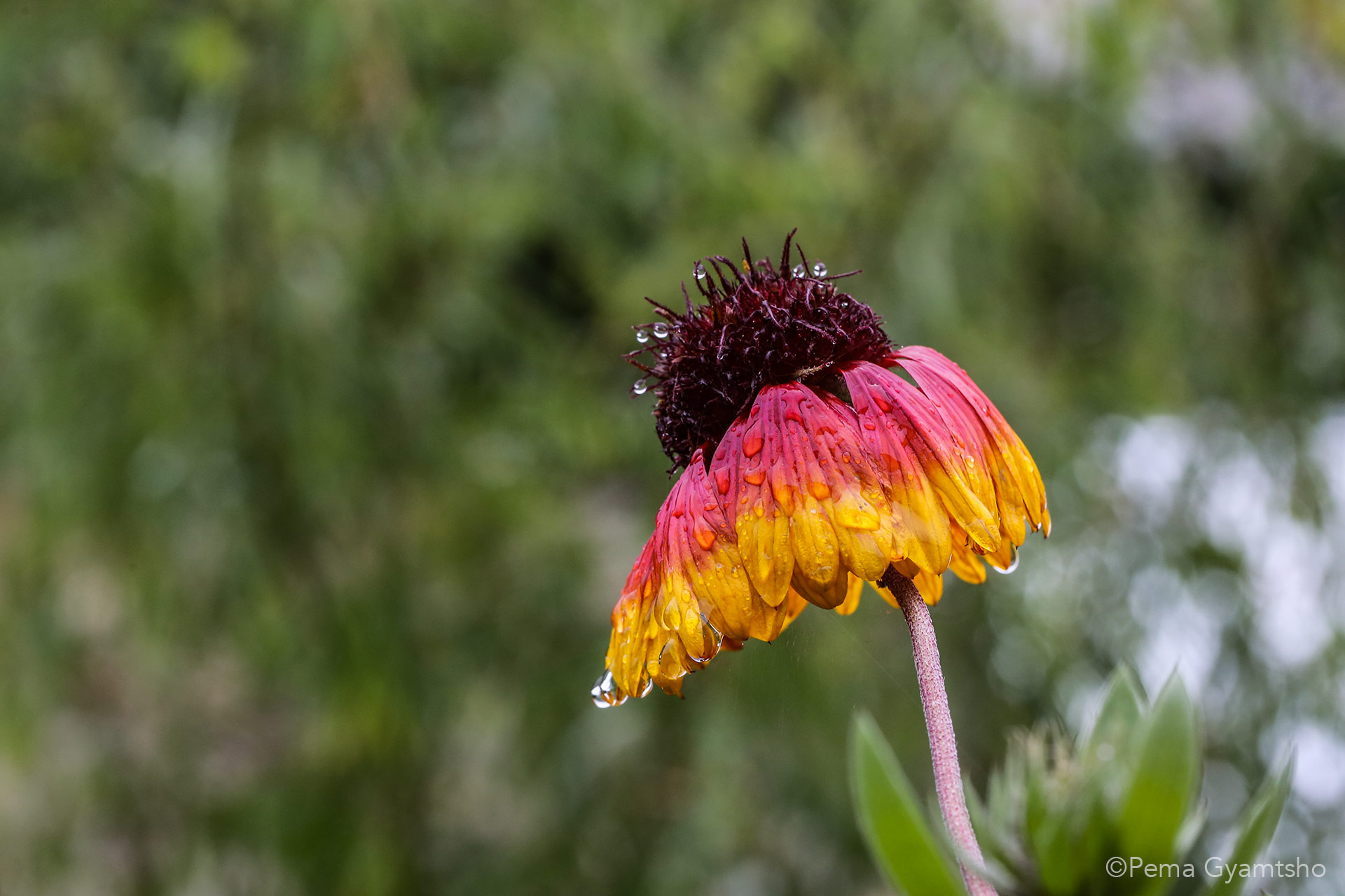 Droplets are momentary yet crystal and sharp. You have our own qualities to stand out among others. No one is inferior.