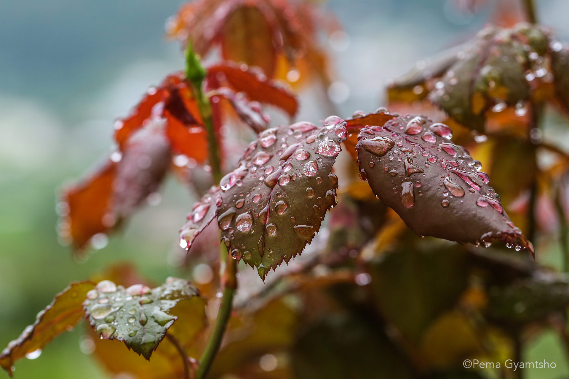 Rose leaves fully loaded with beautiful droplets. The tender leaves and the crystal droplets teach display in-depth lessons.