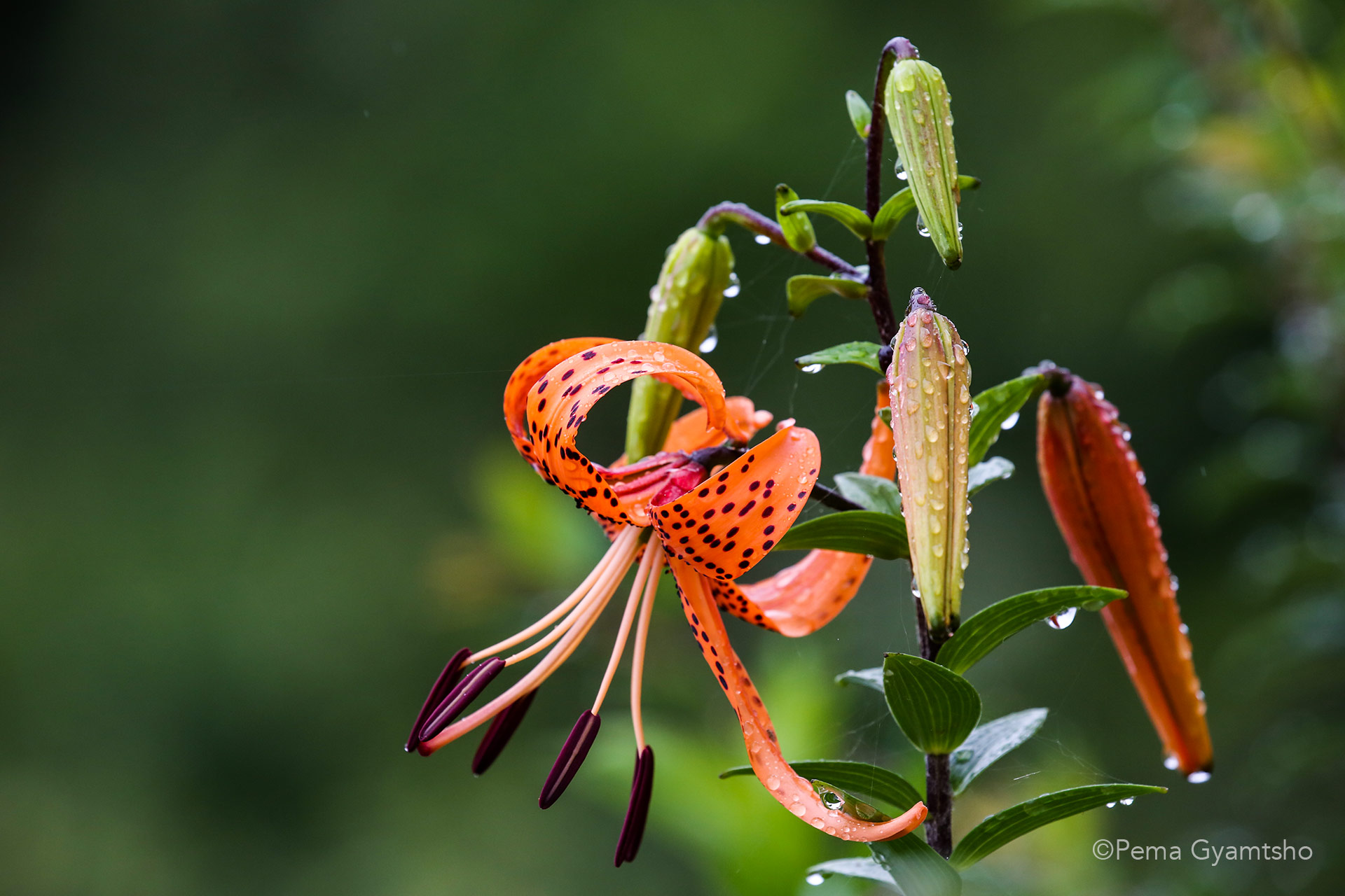 The lilies and the droplets.