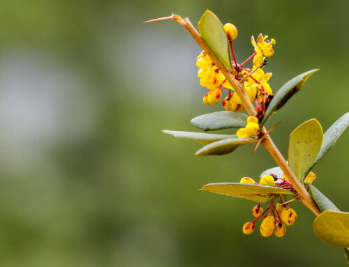 Thorny yet beautiful