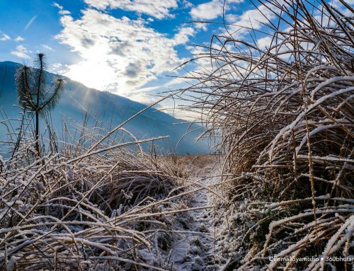 White winter morning