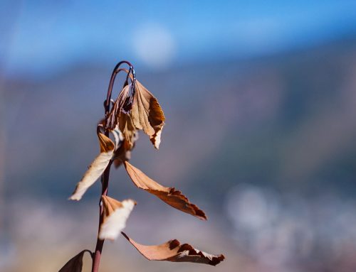 Flowers of winter